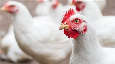مصر.. تساؤلات برلمانية بشأن خطة الدولة لإعادة إحياء صناعة الدواجن