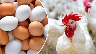 رئيس شعبة الدواجن: هبوط كبير بأسعار البانيه والبيض في الأسواق 