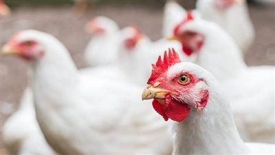 أسعار الدواجن في مصر اليوم الأربعاء 1 مارس 2023