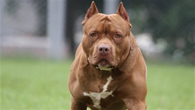 بعد مصرع مدير بنك.. البرلمان يوافق على تشريع لتنظيم حيازة الكلاب