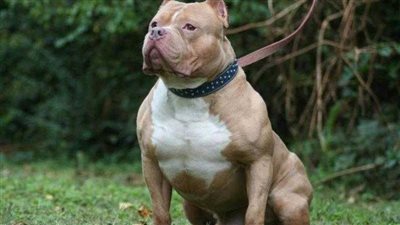 برلماني مصري يقدم طلب إحاطة لمنع استيراد كلاب 