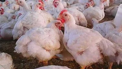 أسعار الدواجن والبيض والكتاكيت اليوم الاثنين 13_3_2023