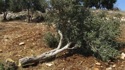 أسوأ موسم للزيتون فى الأردن منذ 20 عاما.. تراجع الإنتاج يهدد الأمن الغذائى