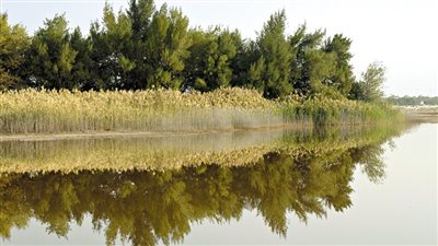 أبرز المعلومات حول شجرة القرم التي تصدرت محركات البحث