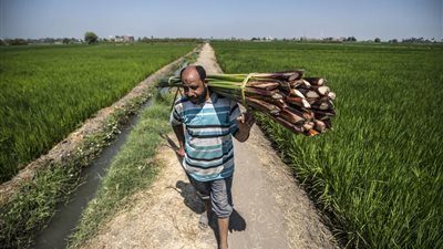 برلماني يضع روشتة حل الأزمة الاقتصادية: التوسع فى الاستثمار الزراعي
