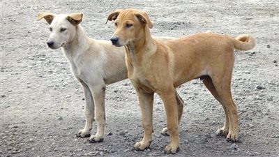 للكلاب الضالة فقط.. فرصة للسفر إلى سويسرا بأوراق رسمية مجانًا