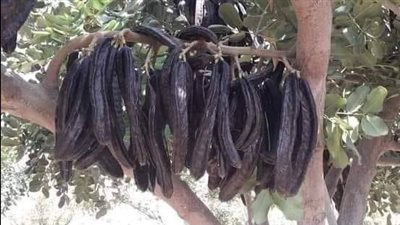 طريقة عمل الخروب للتخسيس.. ملك المشروبات الصحية فى رمضان