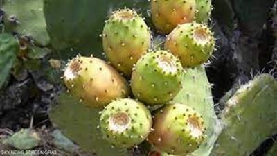 من الآفات الخطيرة.. رصد بؤر جديدة للحشرة القرمزية تونس