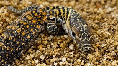 نجاح ولادة ٥ تنانين كومودو المهددة بالانقراض في إسبانيا