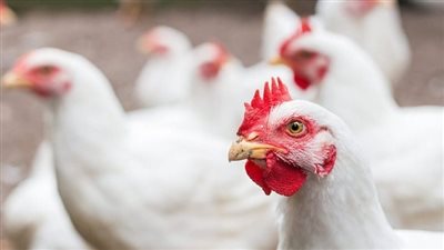 أسعار الدواجن اليوم الخميس 6 أبريل 2023 في مصر 