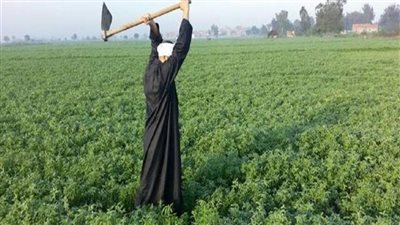 برلماني مصري: جهود الدولة في القطاع الزراعي عززت الفرص التنافسية للمنتج المصري