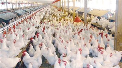 اسعار الدواجن والبيض اليوم 11 أبريل 2023