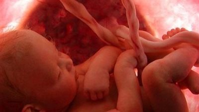 حكم زكاة الفطر على الجنين