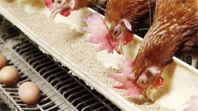  أسعار الدواجن اليوم الأحد 2023/4/16 في جميع المحلات والأسواق في مصر