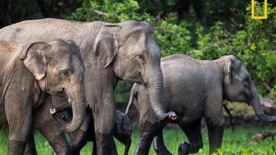  تردد قناة ناشيونال جيوغرافيك الجديد 2023 