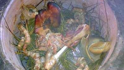 طريقة عمل الحنيذ بالمرخ.. اكلات المطبخ العربي الشهية