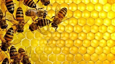 سلالة متميزة.. مصر تصدر النحل إلى السعودية لإنتاج العسل
