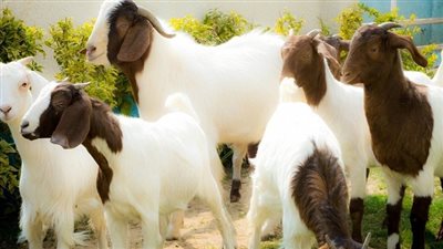 قبل العيد.. أسعار الاضاحي في مصر 2023