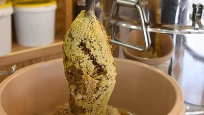  عسل السدر.. مذاق عالمي بنهكة سعودية خالصة