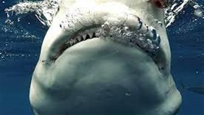 رصدت سلوك تناول غذائها.. لحظة تصادم سمكتي قرش في فلوريدا تثير إعجاب رواد مواقع التواصل