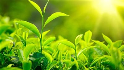 أذربيجان تختاراستاد باكو لانعقاد مؤتمر المناخ كوب 29 