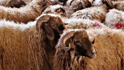 أسعار الأضاحي في مصر قبل عيد الأضحى المبارك 2023