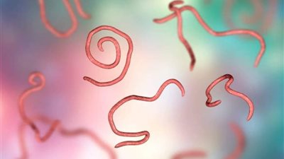 علاج الديدان الدبوسية.. النظافة عامل أول للوقاية 