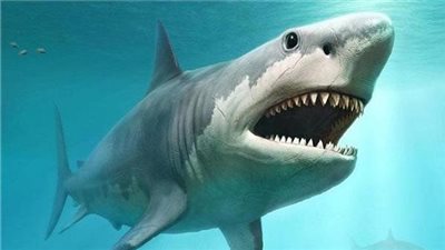 غلق شاطئ بشرم الشيخ بعد هجوم سمكة قرش على سيدة 