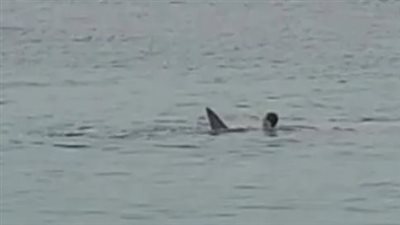 لن تصدق.. ما هو مصير الجزء الناقص من جثة السائح الروسي داخل سمكة القرش؟