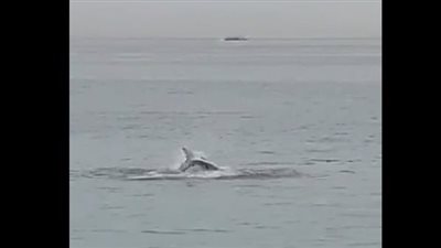 قرار روسي عاجل بعد حادثة قرش الغردقة والتهام «سائح روسي»