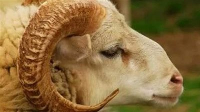 شروط الأضحية للمراة.. عدم قص الشعر والاظافر 