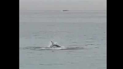 «بقايا جثمان بلا وجه».. مفاجآة جديدة بشأن قرش الغردقة المفترس