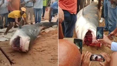 بعد حادثة مقتل سائح روسي.. فيديو يوضح كيفية التعامل مع سمكة القرش تجنبًا لمخاطرها