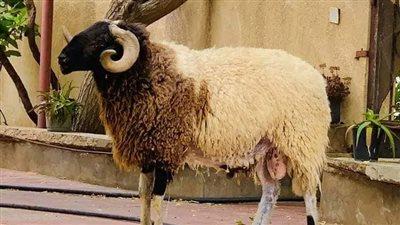 شروط الاضحية في عيد الأضحى.. ان تكون خالية من العيوب