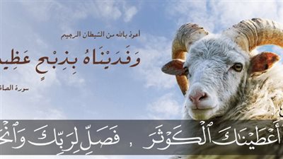 فضل الأضحية وفقًا لدار الإفتاء المصرية.. 6 فضائل عظيمة - فيديو