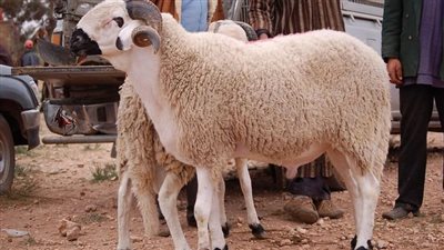 دعاء ذبح الأضحية.. صيغة التسمية والتكبير وآداب أخرى على المضحي فعلها