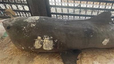 تحنيط سمكة القرش المتسببة في وفاة سائح روسي وعرضها في متحف علوم البحار