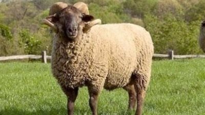 شروط الأضحية من الغنم ذكر أم أنثى.. اراء الفقهاء 