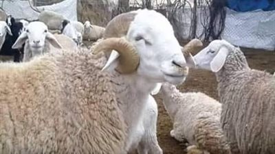 شروط الأضحية السن.. ما يجزئ ومالا يجزئ