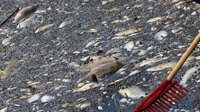  بولندا تحسم الجدل بشأن العثور على طحالب ذهبية سامة