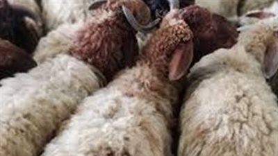  مع اقتراب موسم الحج 2023.. شروط الاضحية ووقت الذبح