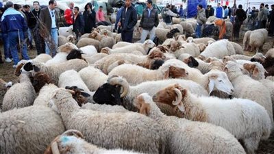 توقيت الأضحية.. وأفضل موعد للذبح