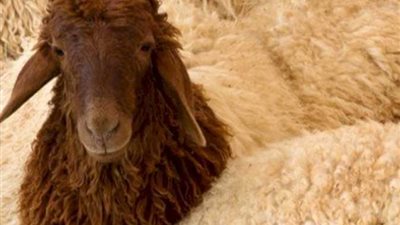  سعر أضحية العيد 2023.. ومفاجأة خلال الأيام المُقبلة