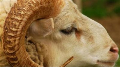 شروط الأضحية عند المذاهب الأربعة.. وحكمها عند الفقهاء