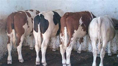  بالتزامن مع موسم الحج... سعر العجول القائم في مصر 2023