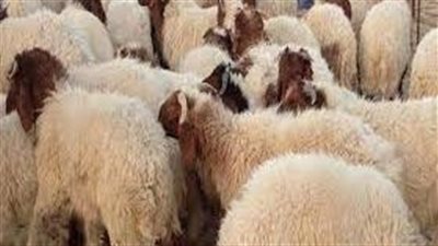 سعر خروف العيد في مصر 2023