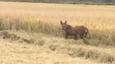 فيديو يكشف حقيقة ظهور حيوان غريب على حدود سوريا والعراق