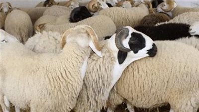 شروط الأضحية في عيد الأضحى 2023.. وحُكمها