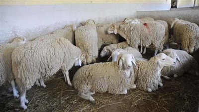 تعريف الاضحية.. بهيمة الأنعام تذبح تقربا لله 