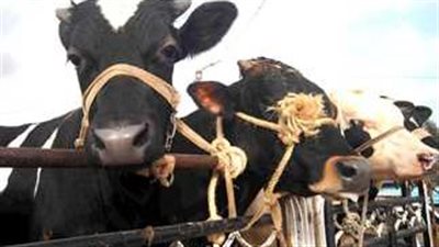 اسعار المواشي بوزارة الزراعة 2023